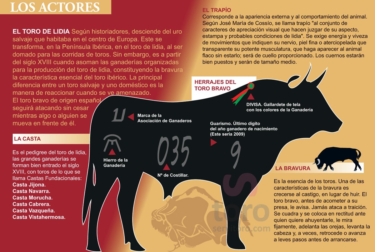 The bullfighting bull, specifically created to be killed in the corridas.