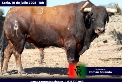 The great extraordinary bullfighting fair of Soria